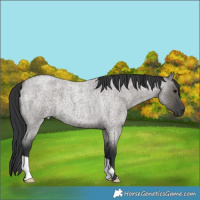 Horse Color:Grullo Roan 