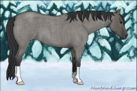 Horse Color:Grullo Roan