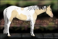 Horse Color:Amber Champagne Dun Tobiano 