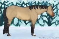 Horse Color:Bay Dun
