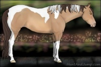 Horse Color:Amber Champagne Tobiano