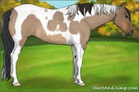 Horse Color:Bay Roan Dun Tobiano
