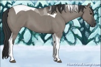 Horse Color:Grullo Roan Tobiano