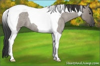 Horse Color:Smoky Grullo Roan Tobiano
