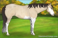 Horse Color:Amber Champagne Roan Dun Splash Frame