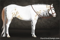 Horse Color:Buckskin Dun Splash Tobiano Blanket