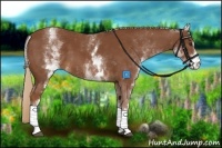 Horse Color:White Spotted Chestnut Sabino