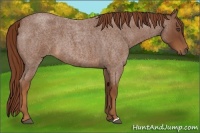 Horse Color:Red Roan 