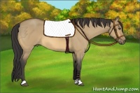 Horse Color:Buckskin Roan Dun 