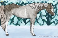 Horse Color:White Spotted Silver Grullo Ice Rabicano 