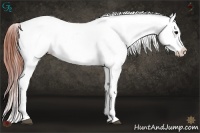 Horse Color:Brown Appaloosa 