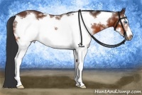 Horse Color:White Spotted Bay Sabino Frame 