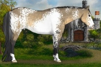 Horse Color:White Spotted Buckskin Dun Rabicano 