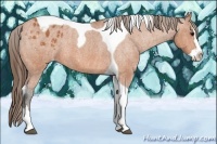 Horse Color:Bay Splash Tobiano Appaloosa Brindle