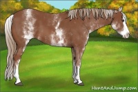 Horse Color:White Spotted Chestnut Splash