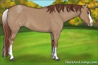Horse Color:White Spotted Red Dun Roan Splash