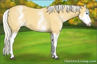 Horse Color:White Spotted Palomino Splash