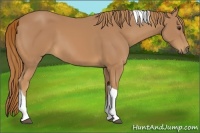 Horse Color:Chestnut Tobiano Rabicano