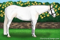 Horse Color:Perlino Splash Tobiano Rabicano 
