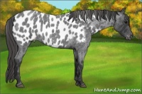 Horse Color:Blue Roan Appaloosa