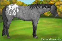 Horse Color:Blue Roan Appaloosa 