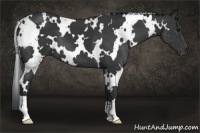 Horse Color:White Spotted Black