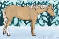 Horse Color:Palomino