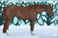 Horse Color:Liver Chestnut 