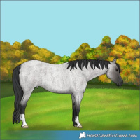 Horse Color:Grullo Roan 