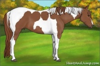 Horse Color:Chestnut Tobiano