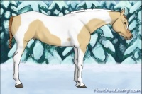 Horse Color:Red Dun Tobiano