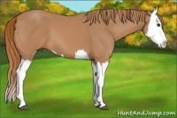 Horse Color:Chestnut Splash