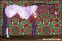 Horse Color:Brown Appaloosa