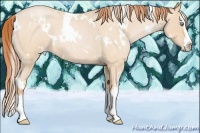 Horse Color:White Spotted Buckskin Roan Pearl Splash 