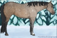 Horse Color:Bay Dun