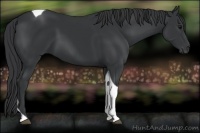 Horse Color:Black Tobiano