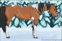 Horse Color:Bay Tobiano 