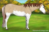 Horse Color:Red Dun Splash Rabicano  Brindle