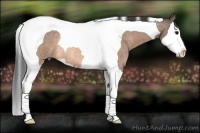 Horse Color:Buckskin Roan Splash Tobiano Rabicano