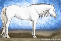 Horse Color:Perlino Roan Appaloosa 