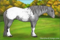 Horse Color:Smoky Black Appaloosa 