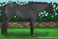 Horse Color:Blue Roan 