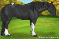 Horse Color:Black Tobiano Rabicano 