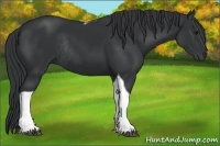 Horse Color:Black Tobiano Rabicano