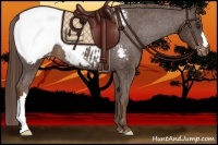 Horse Color:Liver Chestnut Appaloosa 