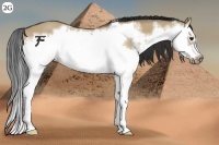 Horse Color:Bay Dun Splash Frame 
