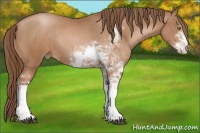 Horse Color:Bay Pearl Sabino Rabicano 