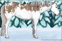 Horse Color:White Spotted Silver Brown Ice Splash Rabicano