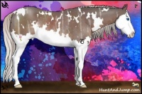 Horse Color:White Spotted Silver Brown Ice Sabino Splash Appaloosa Rabicano
