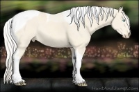 Horse Color:Cremello Tobiano Rabicano 